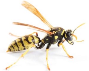 s-wasp